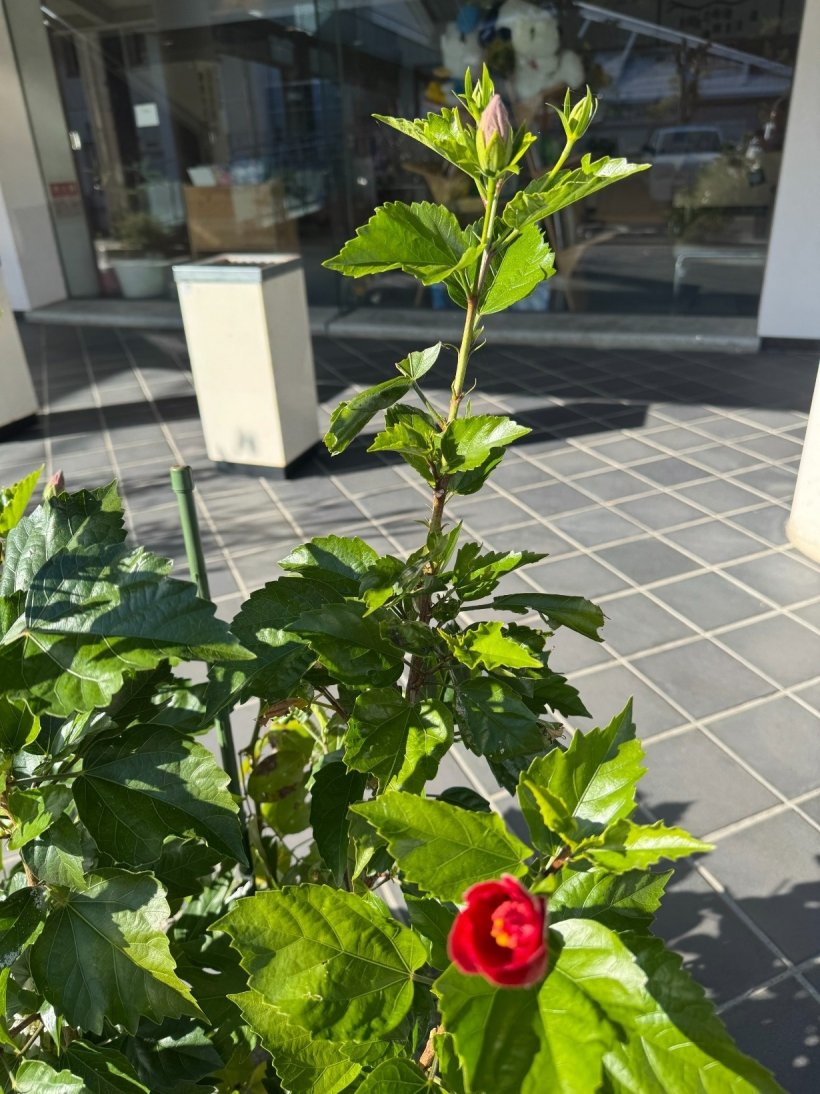 蕾のあるハイビスカス